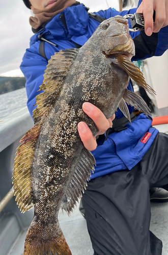 アイナメの釣果