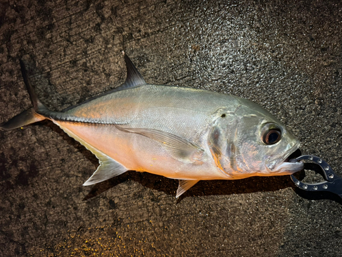 ギンガメアジの釣果