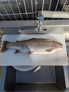 ヤシオマスの釣果