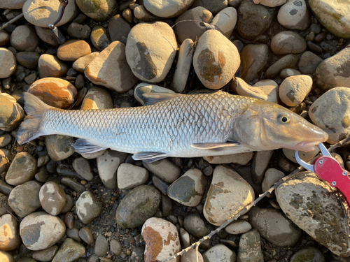 ニゴイの釣果