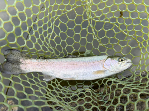 ニジマスの釣果