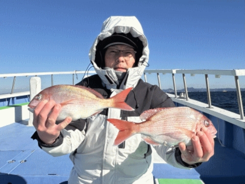 マダイの釣果