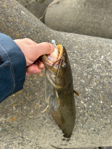 ニホンナマズの釣果