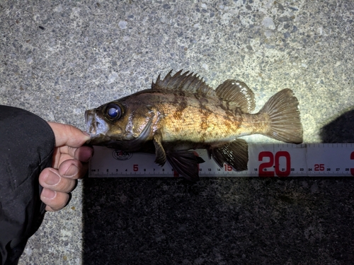 メバルの釣果