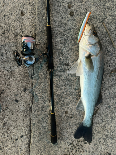 スズキの釣果