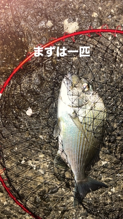 ヘダイの釣果