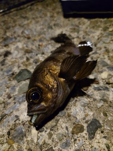 メバルの釣果