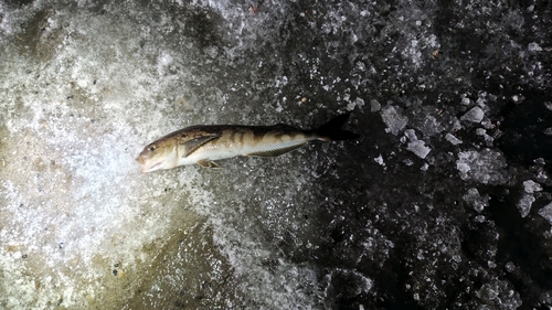 ホッケの釣果