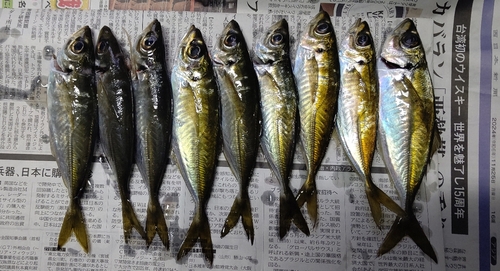 アジの釣果