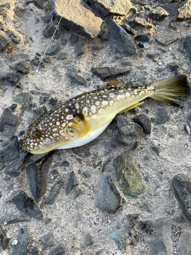 クサフグの釣果