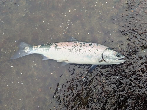 サクラマスの釣果