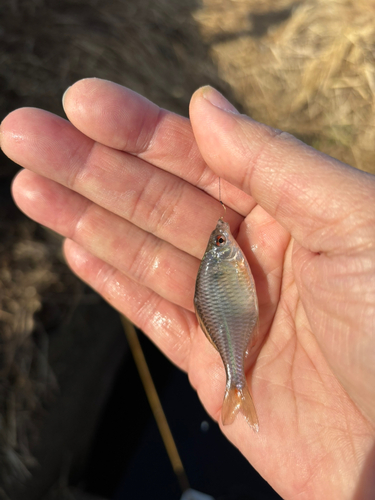 タイリクバラタナゴの釣果