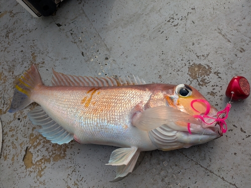 アマダイの釣果