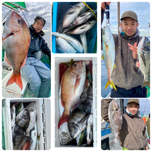 マダイの釣果