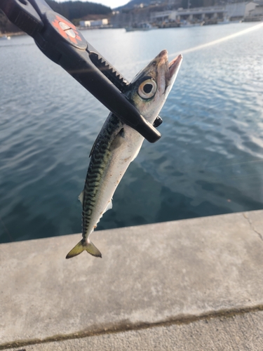 マサバの釣果