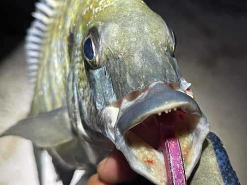 ミナミクロダイの釣果