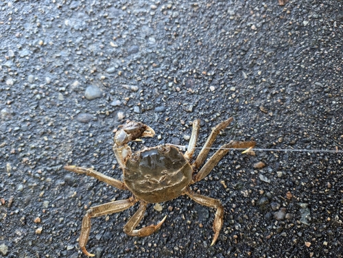 モクズガニの釣果