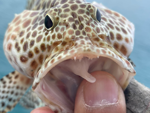 カンモンハタの釣果