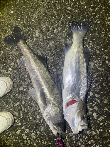 スズキの釣果