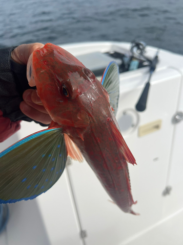 アマダイの釣果