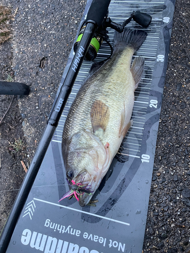 ラージマウスバスの釣果