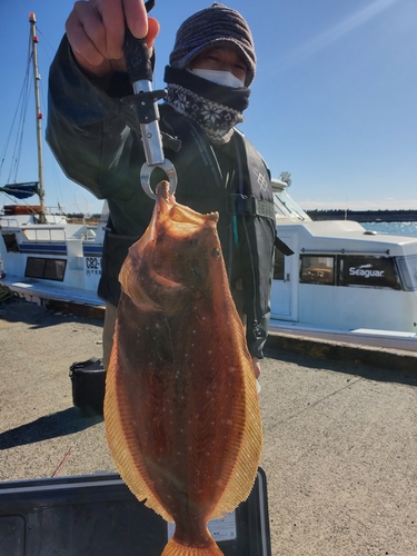 ヒラメの釣果