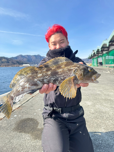 アイナメの釣果