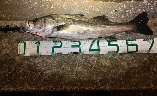 シーバスの釣果