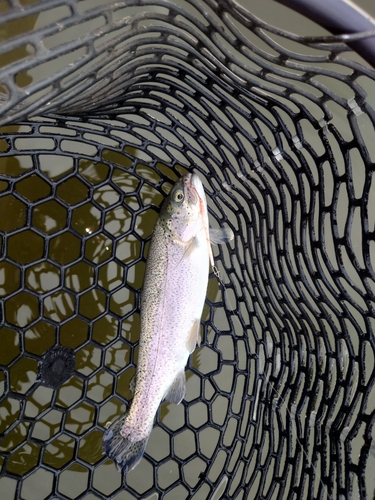 ニジマスの釣果