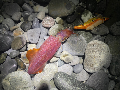 ケンサキイカの釣果