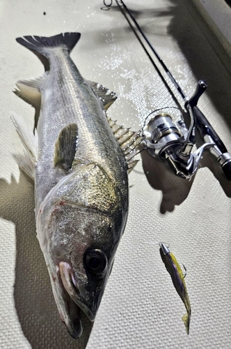 シーバスの釣果