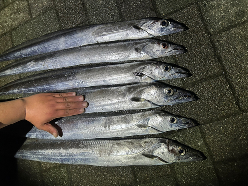 タチウオの釣果