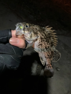 クロソイの釣果