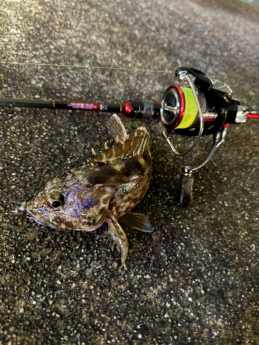 カサゴの釣果