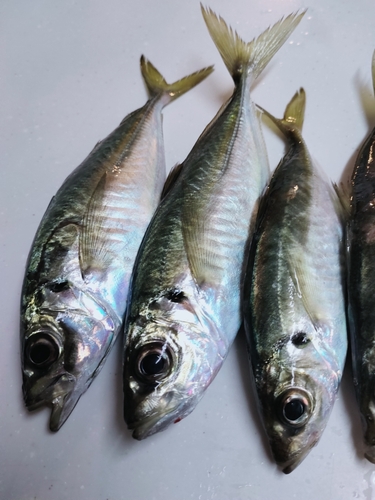 アジの釣果