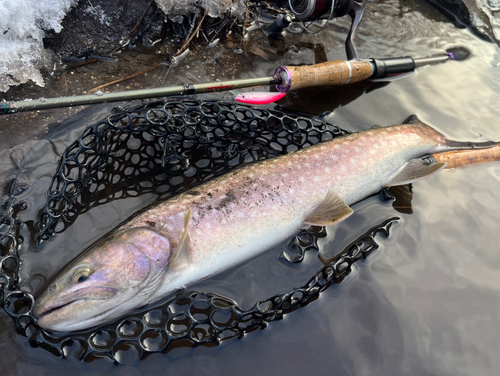 アメマスの釣果