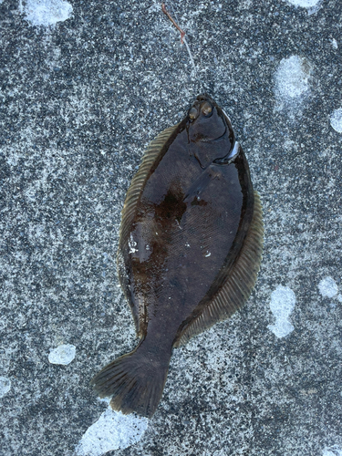 カレイの釣果