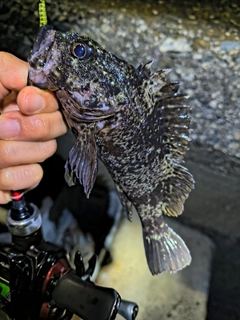 ムラソイの釣果