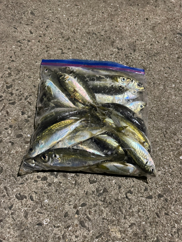 アジの釣果