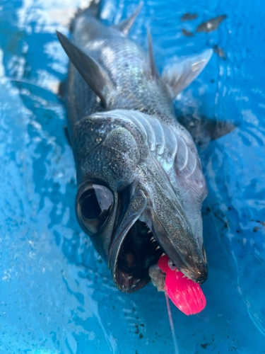 ムツの釣果