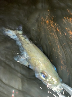 フッコ（マルスズキ）の釣果