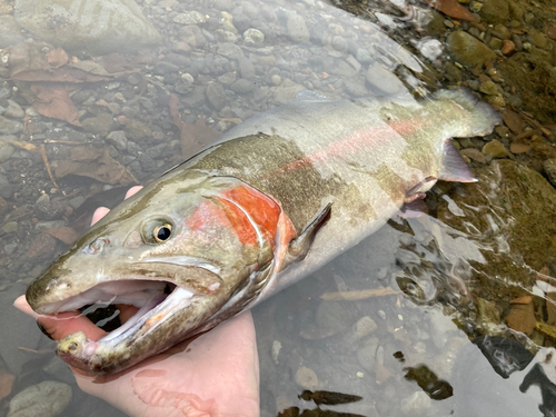 ニジマスの釣果