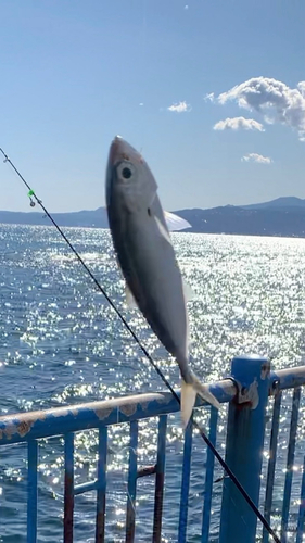 メアジの釣果