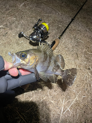 シロメバルの釣果