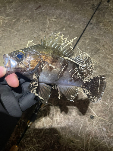 シロメバルの釣果