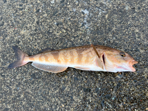 ホッケの釣果