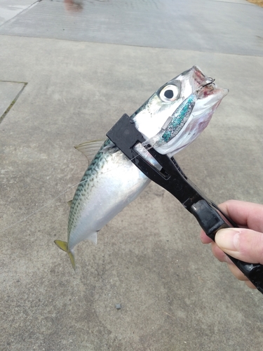 釣果