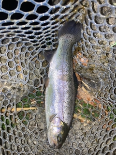 ニジマスの釣果