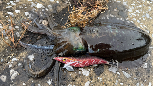 アオリイカの釣果