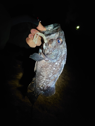 クロソイの釣果